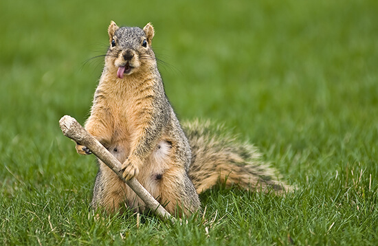 Angst Ridden Squirrel Dominates